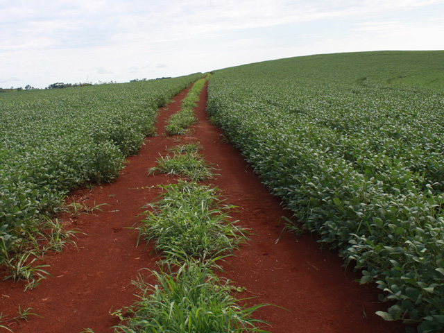 Genetically engineered soybeans accounted for 92% of Brazilian planted area this season. (DTN file photo by Alastair Stewart)